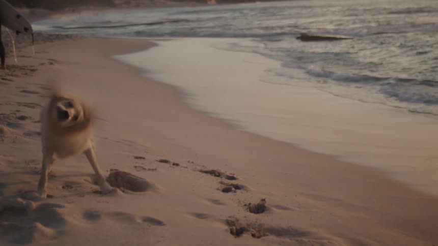 Dog on the beach sand and turning his body so that the water comes out