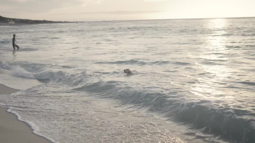 A dog runs to retrieve a ball in the surf at a beach