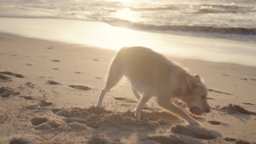 Golden retriever running after a ball on the beach with the ocean and reflecting sunlight in the background