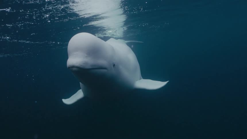 A beluga whale dives down and swims underwater
