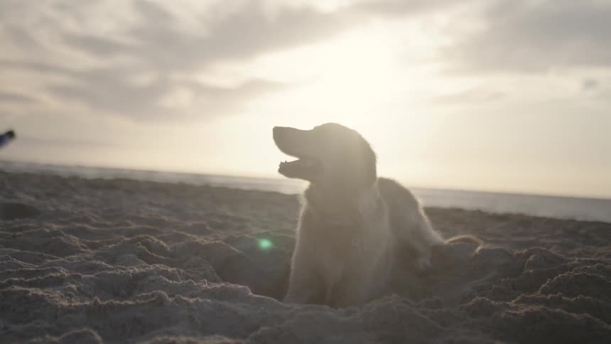 A person reaching out to a dog on a sandy beach during sunset