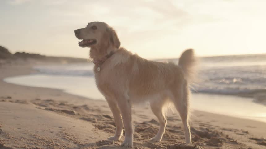 A dog playing with a ball on the beach during sunset