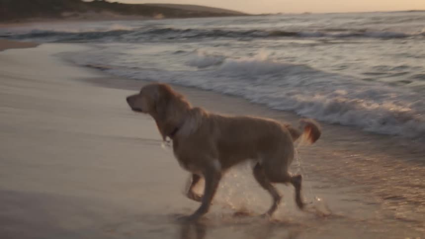 A dog on a beach comes out of the water and shakes it off its body