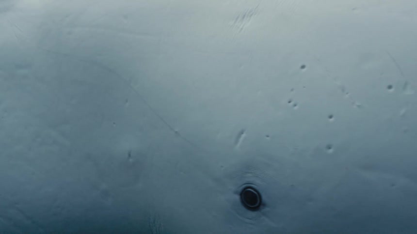 Close up of the eye of a beluga whale looking at the camera