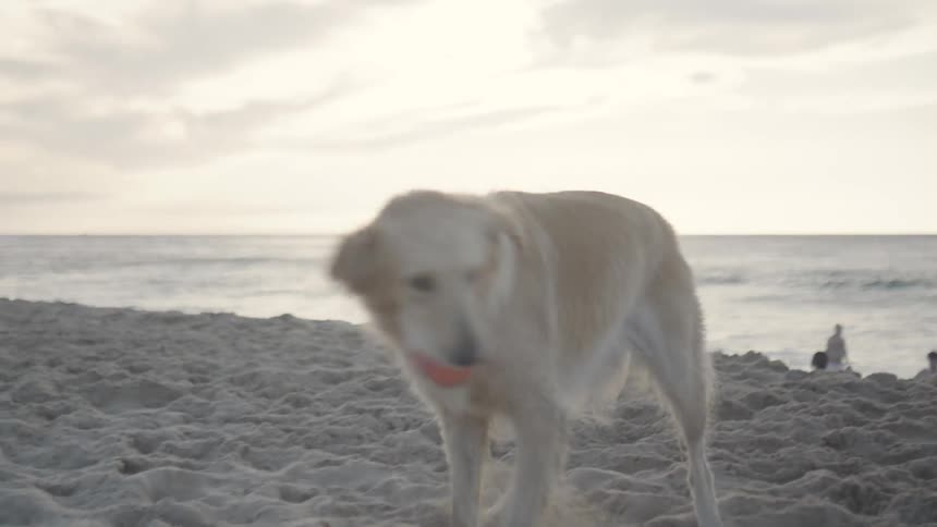 Woman with a ball playing with her dog on the beach sand one morning