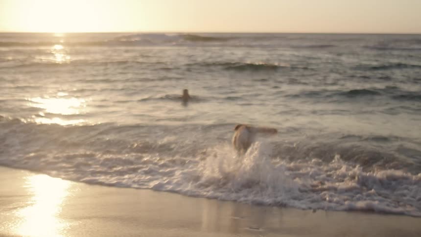 Dog on the beach sand entering the sea towards its owner