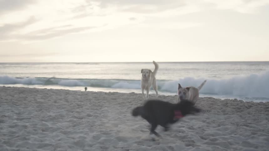 A clip of dogs on the beach playing