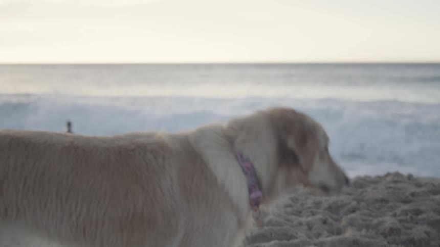 Medium sized blonde dog catches a ball thrown up in the air by a young adult female on the beach as a wave crashes into the shore on a cloudy day with a bright white sky
