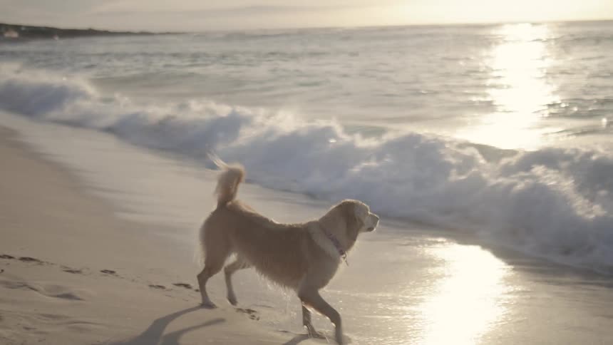 A couple and a dog enjoying the ocean at sunset