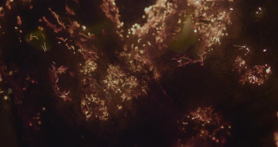 Flame burning through a fibrous material