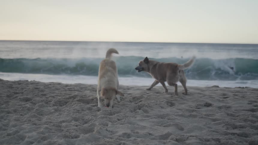 Dogs running after a ball here on the beach sand