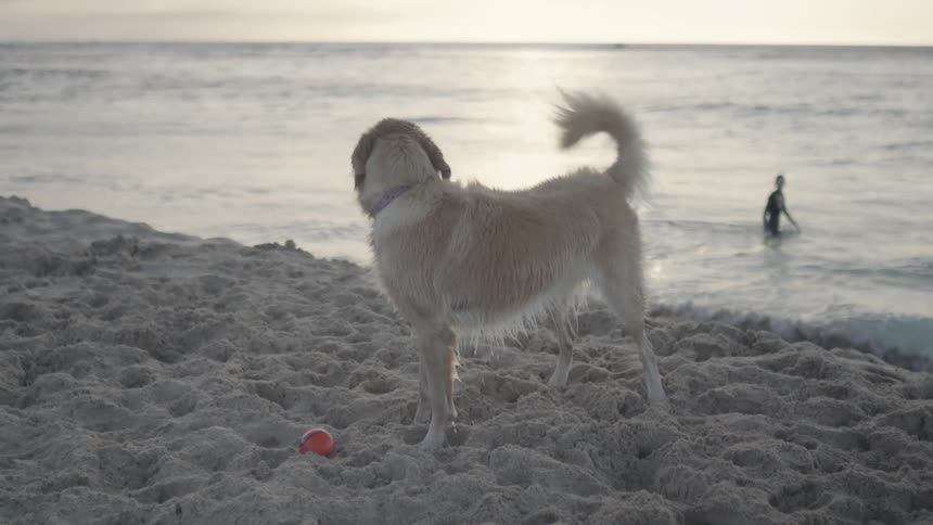 Dog on the beach sand shaking to remove water from its fur and then fetching a ball