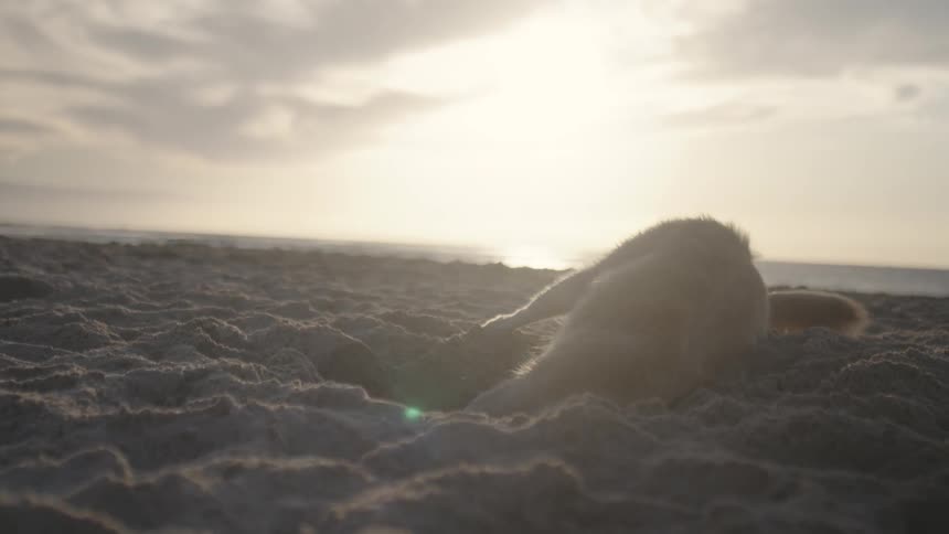 A dog on the beach digs the sand playfully at daytime