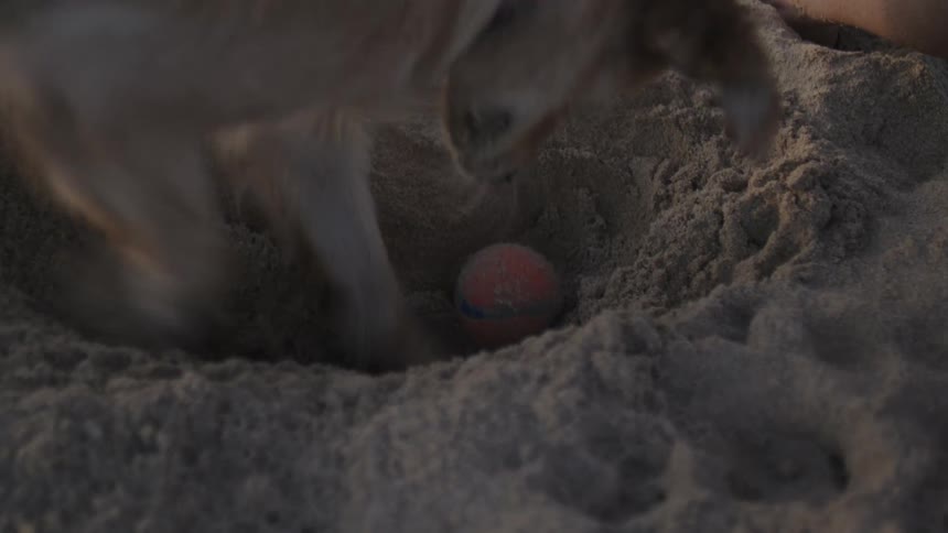 A dog on a beach frantically digging a hole under a rubber ball