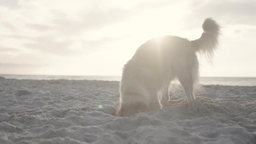 A dog digs in the sand on a beach with a soft sunset light