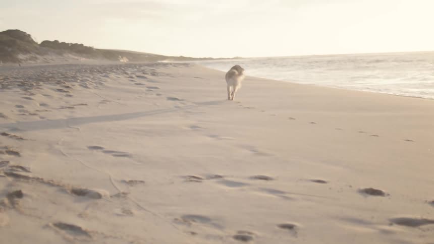 Woman running on the beach sand next to her dog