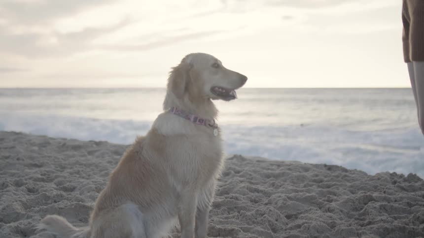 A dog on a sandy beach looking up at the sunset sky