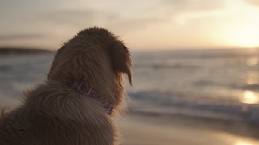 A wet dog at the beach looks around and at the sea
