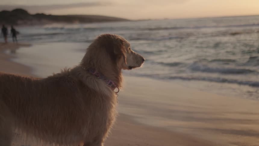 A dog on a beach looks at the sea