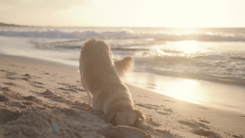 Dog on the beach digs the ground for ball at daytime