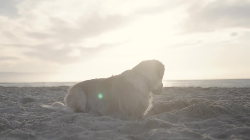 A dog digging the floor at the beach during the day