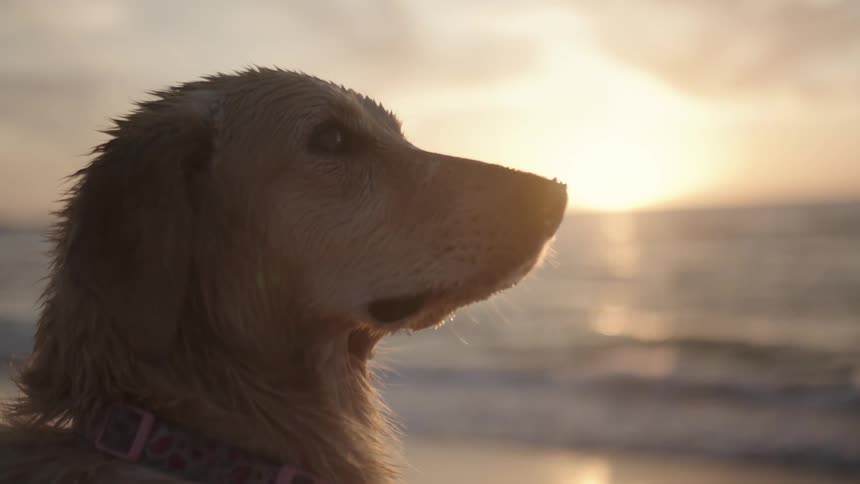 A wet dog gazing at the waves on a golden beach