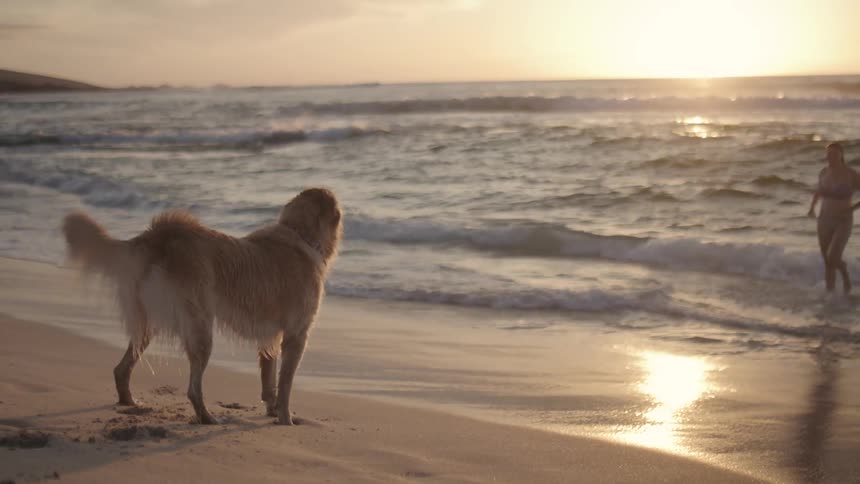 Woman coming out of the sea on the beach and her dog walking towards her happily