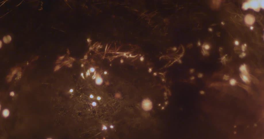 Fire sparks and smolders through organic material