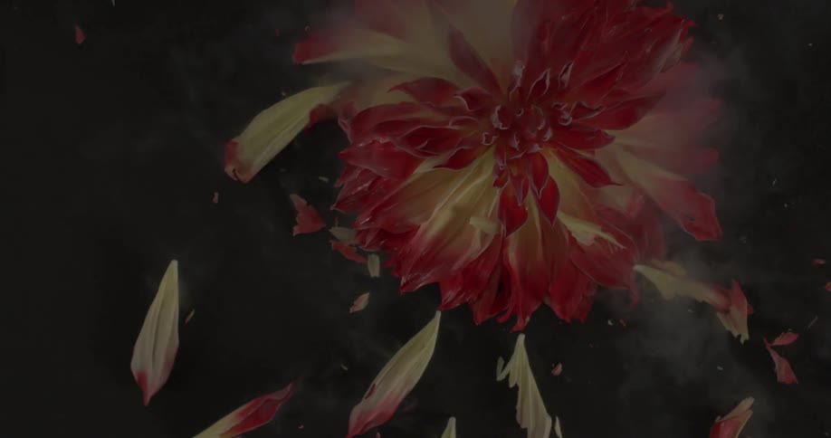 A frozen red and yellow flower hits the ground