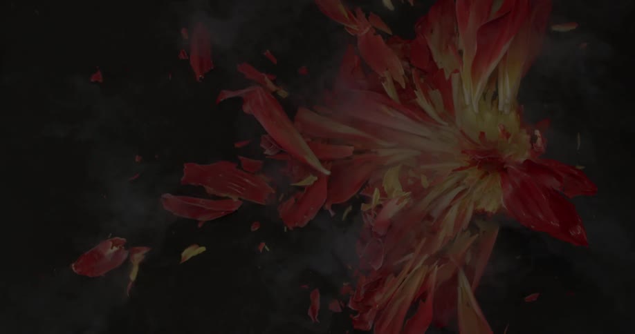 Flower petals falling before hitting the ground