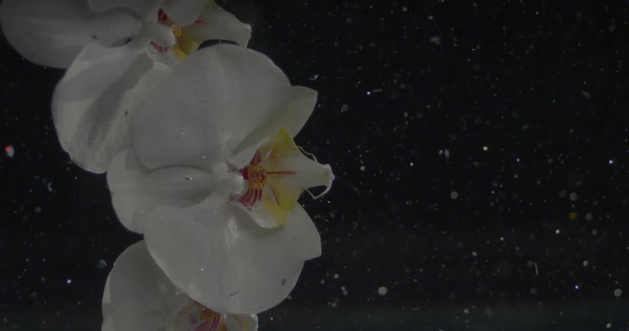 A strand of orchids sways back and forth as glitter floats around it