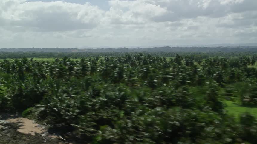The island is covered with palm trees