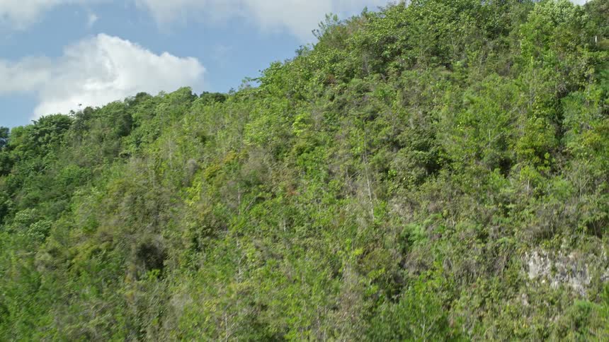 Native forest under mountains on a day with a blue sky and clouds