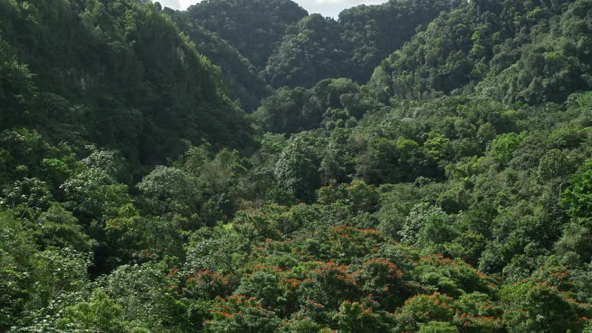 Aerial panorama of forests over mountains
