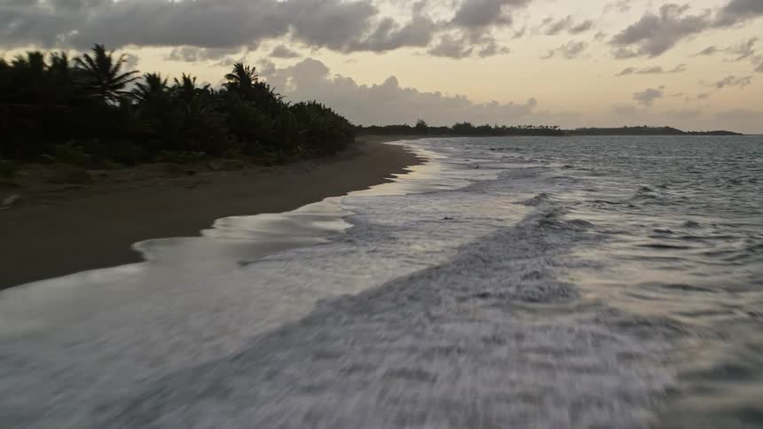 A tropical forest is near the beach