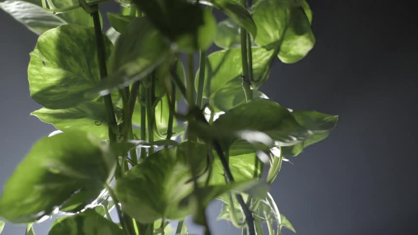 Lights shines on a green leafy plant