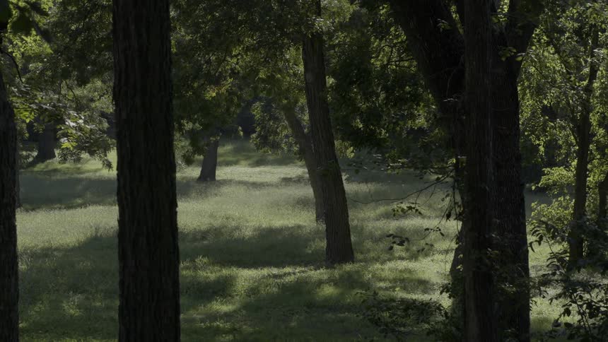 Trees cast shadows on grass