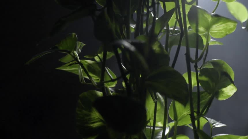 Light shining on a plant in a dark room