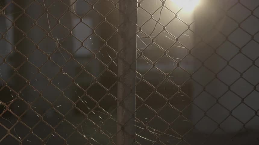 Cobwebs are strung through a chain link fence