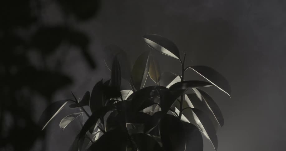 Smoke fills around a dark room with plants in it