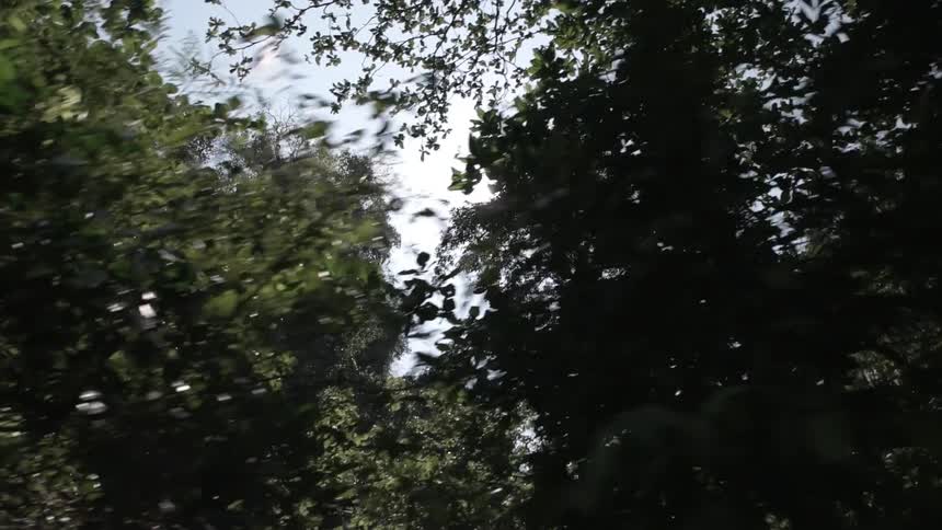 Sunlight shining through trees