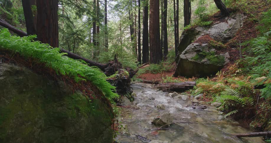 A small river runs through the forest during the day