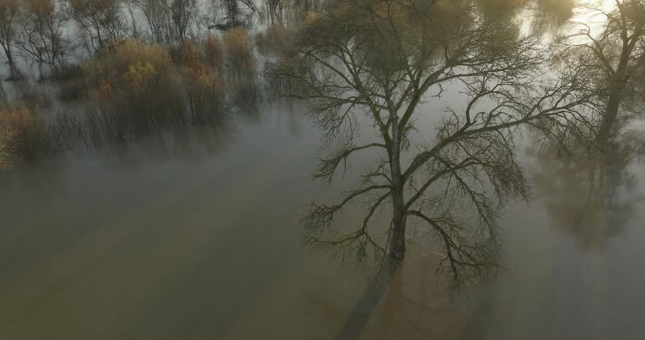A clip of trees in the river