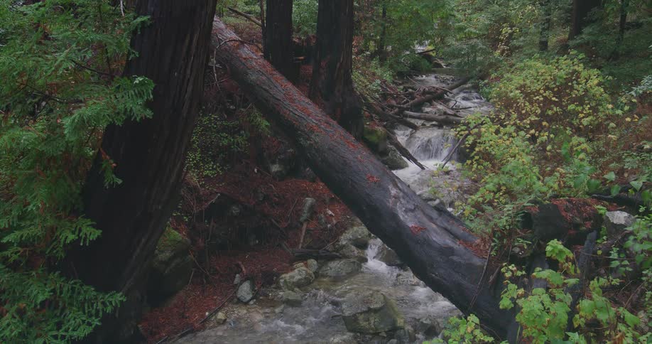 Landscape of a fallen tree over a stream in the forest