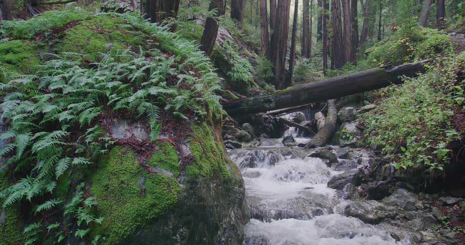 Stream of water in a forest area at midday