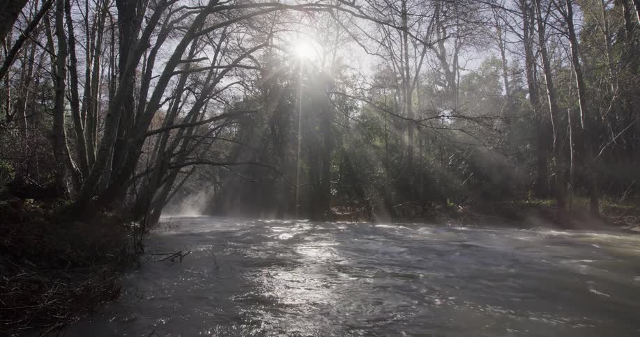 Sunlight shines through the branches of a forest creating a mystical atmosphere over a foggy river