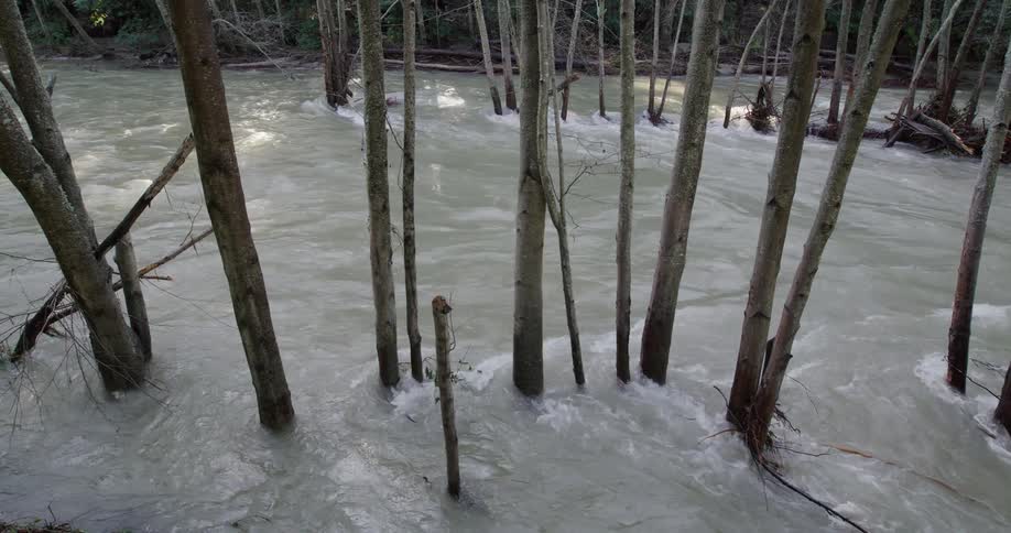 A flooded forest with trees partially submerged in murky water
