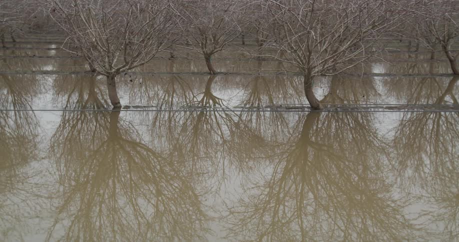 A dry tree plantation flooded during a cloudy day