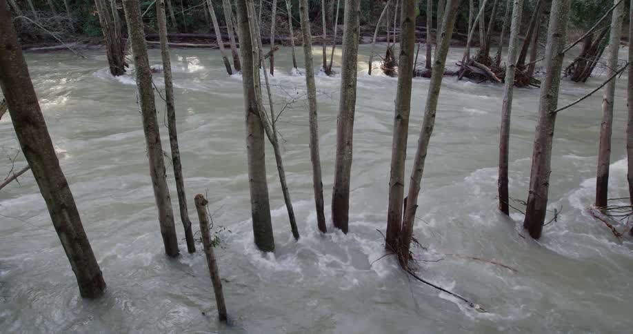 Trees are submerged in the water on a flooded rushing stream