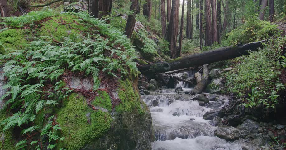 A stream flows over rocks and under a fallen tree in the forest